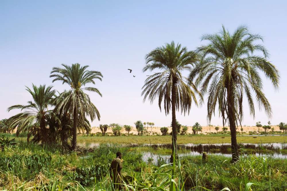 Palm tree in north